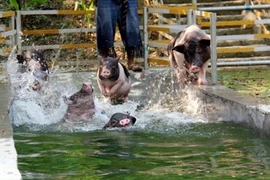 Lạ kỳ resort, cao ốc 7 tầng sang chảnh dành cho...heo