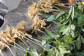 Soi 3 "hàng độc" được công nhận là sản phẩm quốc gia