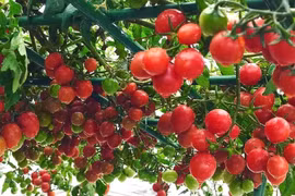 Chỉ 2 thùng xốp, mẹ đảm Hà Nội sở hữu vườn cà chua trĩu quả