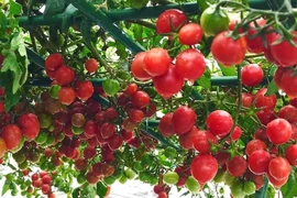 Chỉ 2 thùng xốp, mẹ đảm Hà Nội sở hữu vườn cà chua trĩu quả