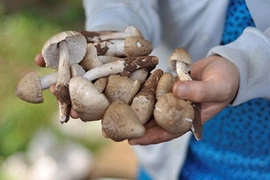 Mục sở thị loại nấm mối bạc triệu hút khách ở miền Tây