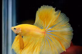 Nuôi 10 loài cá cảnh này trong nhà để tấn tài tấn lộc tiền ùa về như nước