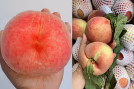 3 loại đào Trung Quốc khách Việt “xếp hàng” chờ mua ăn 