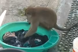 Chủ nhà kinh ngạc khi phát hiện khỉ hoang giặt quần áo hộ mình 