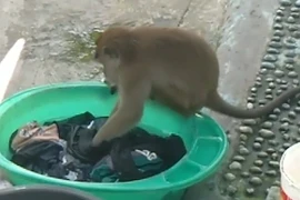 Chủ nhà kinh ngạc khi phát hiện khỉ hoang giặt quần áo hộ mình 
