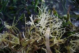 Loại rau dại xưa vứt đi giờ tiền triệu nhà giàu tranh nhau mua