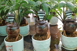 Bonsai hình rắn độc đáo chơi Tết Ất Tỵ 2025