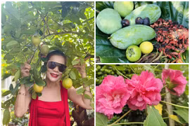 Nhà vườn “đi mỏi chân” lúc lỉu quả của ca sĩ Mỹ Lệ