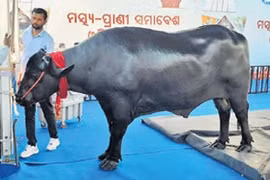 “Sửng sốt” chú trâu nặng 1,6 tấn được trả hơn 100 tỷ 