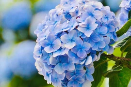 Tháng 12 Âm lịch, 3 con giáp được lộc Thần Tài, hốt vàng