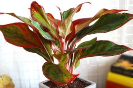 Trồng 4 loại cây này trong nhà hút tài lộc, gia chủ đổi vận tiền bạc ào ào kéo tới cửa