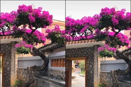 Hé lộ sự thật đằng sau giàn hoa giấy 7 tỷ gây sốt mạng