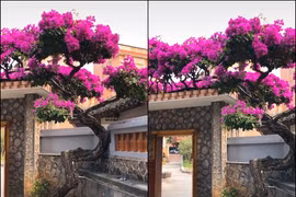 Hé lộ sự thật đằng sau giàn hoa giấy 7 tỷ gây sốt mạng