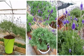 Khách hàng mê mệt với bonsai lavender chơi Tết