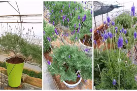Khách hàng mê mệt với bonsai lavender chơi Tết