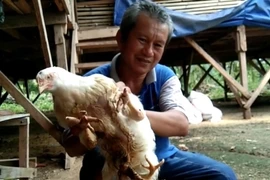 Con gà 4 chân được trả 92 triệu đồng 