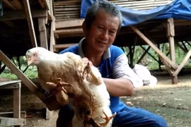 Con gà 4 chân được trả 92 triệu đồng 