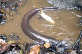 Clip: Liều mạng dụ “sát thủ” trong rừng Amazon ra khỏi hang 