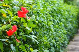 Cây dại mọc hàng rào hóa “mỏ vàng”, dân phố cực chuộng ăn 