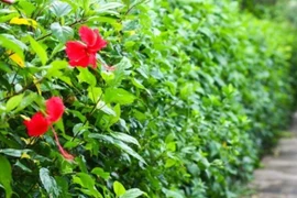 Cây dại mọc hàng rào hóa “mỏ vàng”, dân phố cực chuộng ăn 