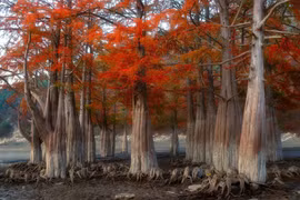 Khu rừng đỏ bí ẩn ở Nga