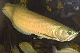 Loài cá quý hiếm khiến đại gia mạnh tay chi 10 tỷ sở hữu 