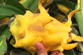 4 trái cây Việt màu độc lạ gây sốt thị trường