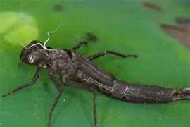 Là bậc thầy diệt muỗi nhưng lại bị con người bắt số lượng lớn