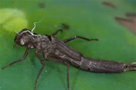 Là bậc thầy diệt muỗi nhưng lại bị con người bắt số lượng lớn