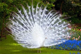 Mê mẩn trước vẻ đẹp của khổng tước trắng