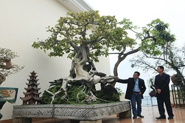 Cây bồ đề có rễ “ảo diệu”, sừng sững trong nhà đại gia Hà Nội