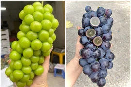 Sự thật loại nho nhập khẩu giá “rẻ hơn rau” bán đầy chợ