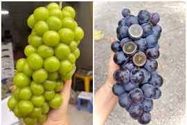 Sự thật loại nho nhập khẩu giá “rẻ hơn rau” bán đầy chợ