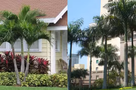 Nên trồng cây gì trước nhà để mang lại phong thủy tốt cho gia đình?