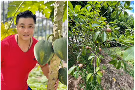 Cận cảnh khu vườn xanh mướt trong biệt thự 700 m2 của diễn viên Lý Hùng