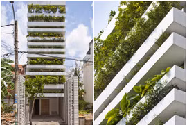 Độc đáo vườn cây trổ ra từ mặt tiền nhà ống giữa Sài Gòn 