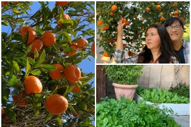 Ngắm khu vườn ngập hoa trái trong nhà Phương Thảo - Ngọc Lễ