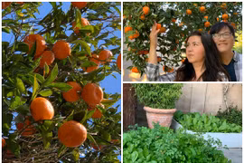 Ngắm khu vườn ngập hoa trái trong nhà Phương Thảo - Ngọc Lễ