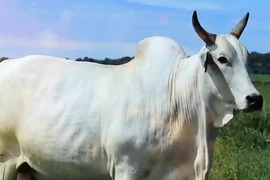 Vì sao một con bò bán với giá kỷ lục hơn 101 tỷ đồng? 