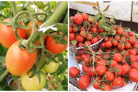 Ngây ngất những vườn cà chua trĩu quả trên sân thượng