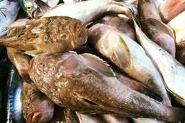 Loài cá nhìn “sợ khiếp vía”, dân phố vẫn thi nhau lùng mua