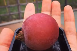 Thứ hoa quả đắt kinh hoàng nhà giàu Việt cũng chỉ dám mua 1 quả ăn thử