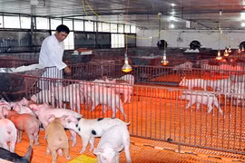 Đã mắt ngắm trang trại lợn xa xỉ, cao tầng độc nhất giữa Hà Nội