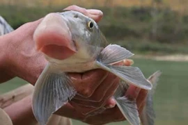 4 loài cá tiến vua đắt đỏ, chỉ nhà giàu mới dám ăn 