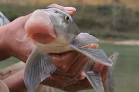 4 loài cá tiến vua đắt đỏ, chỉ nhà giàu mới dám ăn 