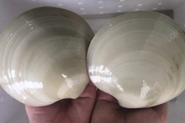 Sò bơ Mỹ nhập khẩu 100.00 đồng/con "hút" nhà giàu Việt