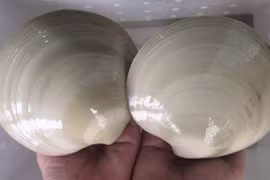 Sò bơ Mỹ nhập khẩu 100.00 đồng/con "hút" nhà giàu Việt