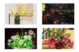 Ý nghĩa 10 loại hoa đẹp chưng trong nhà vào ngày Tết