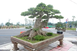 Tận thấy cây sung cổ thụ 10 tỷ của đại gia Hà Nội