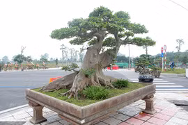 Tận thấy cây sung cổ thụ 10 tỷ của đại gia Hà Nội